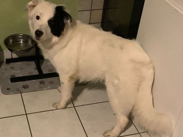 Kumba, border collie