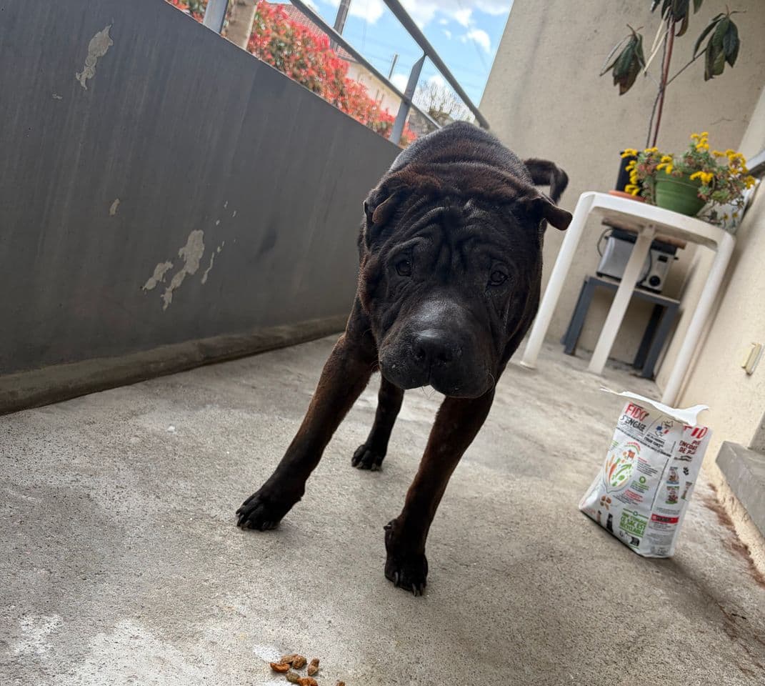 Lino debout sur la terrasse