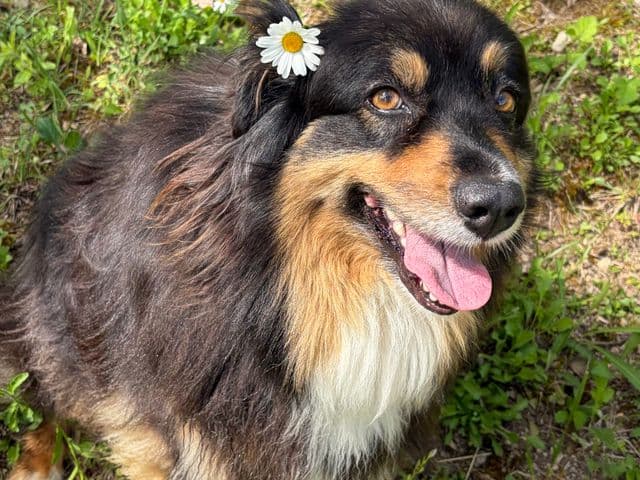 Mady, berger australien tricolore, dans l’herbe avec une petite fleur près de l’oreille.