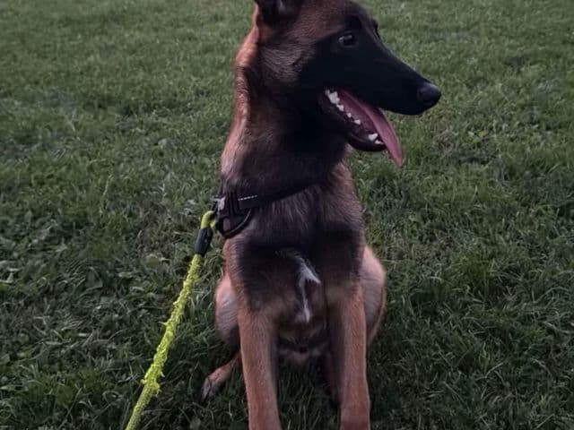 Arrow, malinois