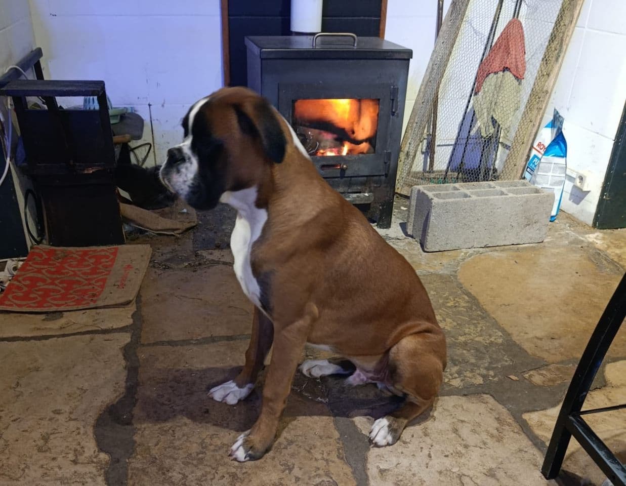 Marley, jeune boxer fauve et blanc, assis dans une maison.