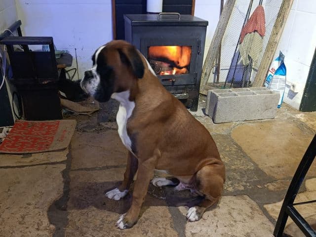 Marley, jeune boxer fauve et blanc, assis dans une maison.