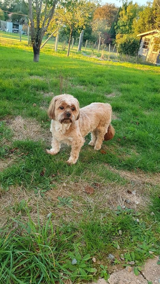 Nioky, petite chienne au pelage clair, dans un jardin.