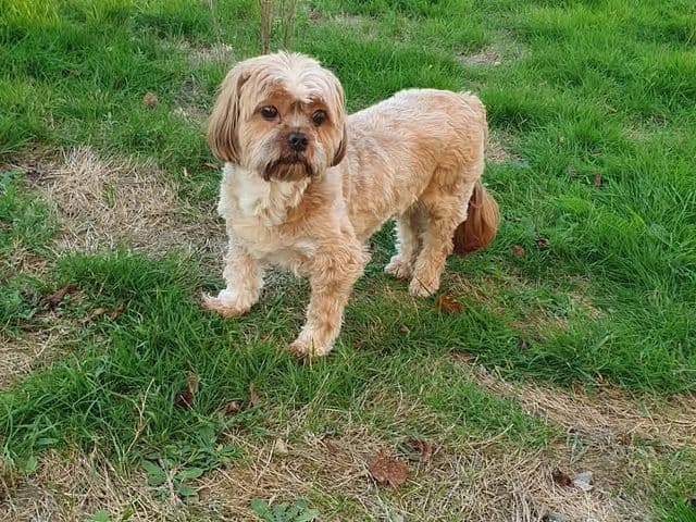 Nioky, petite chienne au pelage clair, dans un jardin.