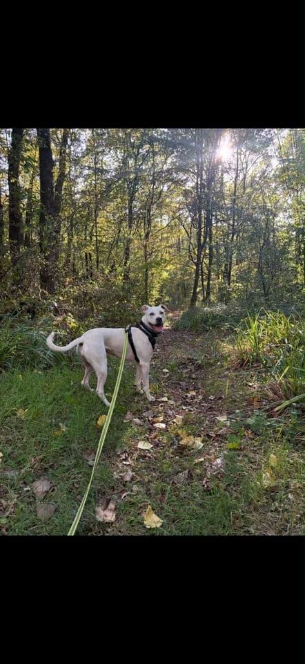 Nyx en promenade dans la forêt