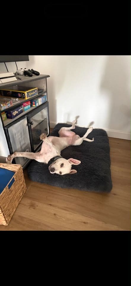 Nyx allongée sur le dos dans son couchage