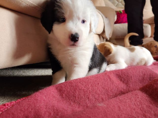 Oreo, jeune chien croisé berger et border collie