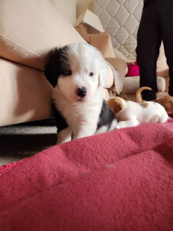 Oreo, jeune chien croisé berger et border collie
