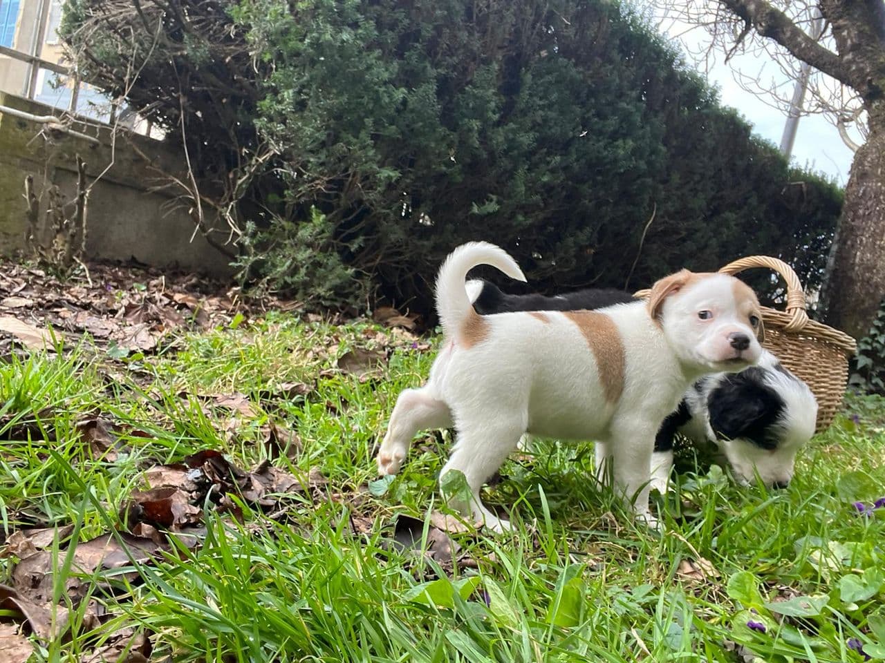 Thor, devenu Moka, jeune chien croisé berger