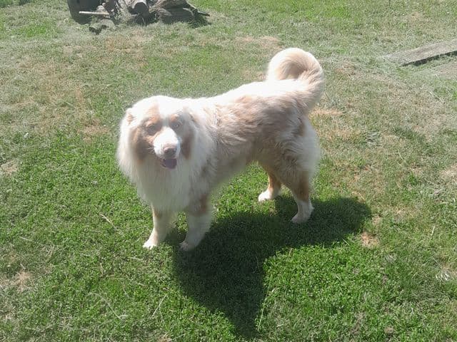Toby, berger australien